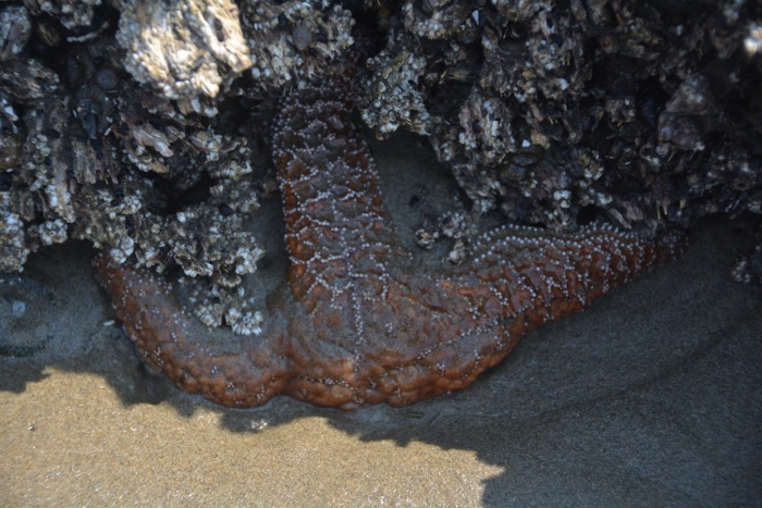 a diseased starfish along the Trail of the Restless Waters
